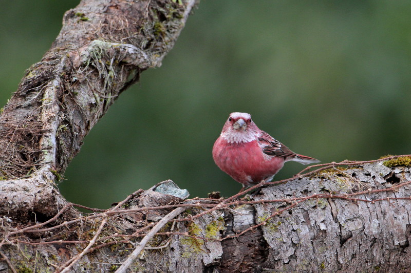 お山で鳥撮り③_b0179023_20273929.jpg