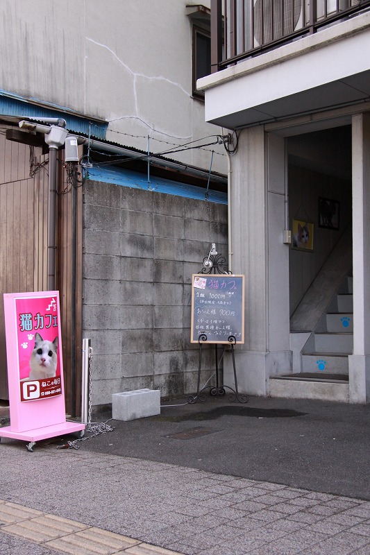 愛媛県松山市勝山町「猫カフェ　ねこの毎日」_d0167436_713109.jpg