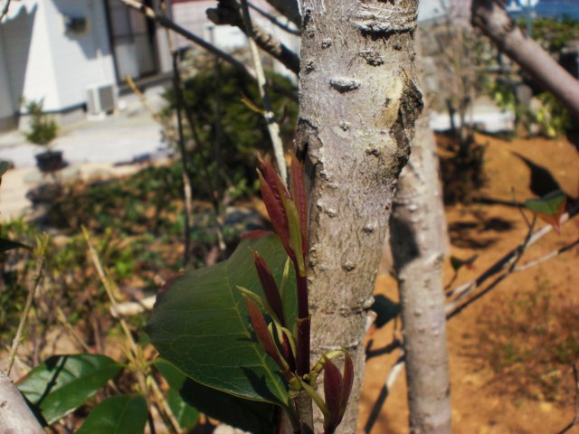 d0154538_1457872.jpg