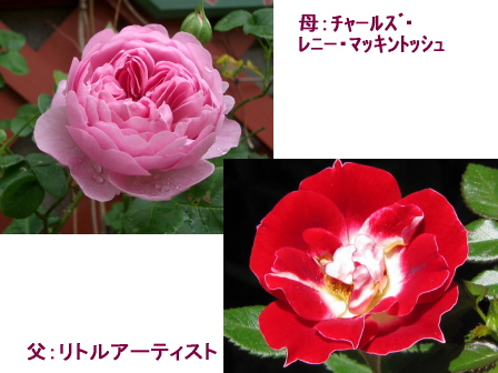 バラの実生に蕾きた 七海のクリスマスローズblog バラの実生に蕾きた 七海のクリスマスローズblog