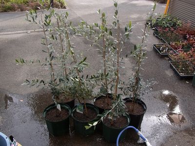オリーブの植え替え_d0022845_17103464.jpg
