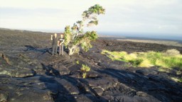 行ってきました～HAWAII2～_c0108359_2012696.jpg