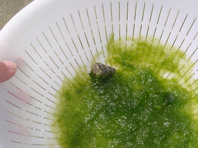 アーサー摘み_c0180460_1830126.jpg