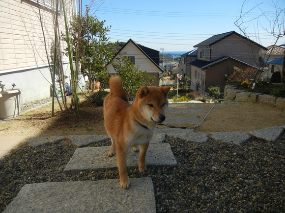 ３月４日（金）いわしのつみれ汁！美味しい！_f0060461_2032147.jpg