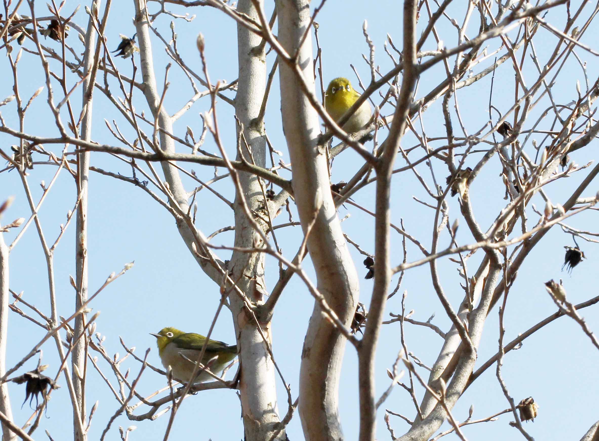 シャラ 白梅 フキノトウ_a0107574_2232013.jpg