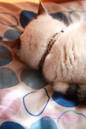 今週は毎日、猫曜日。_b0160880_757625.jpg