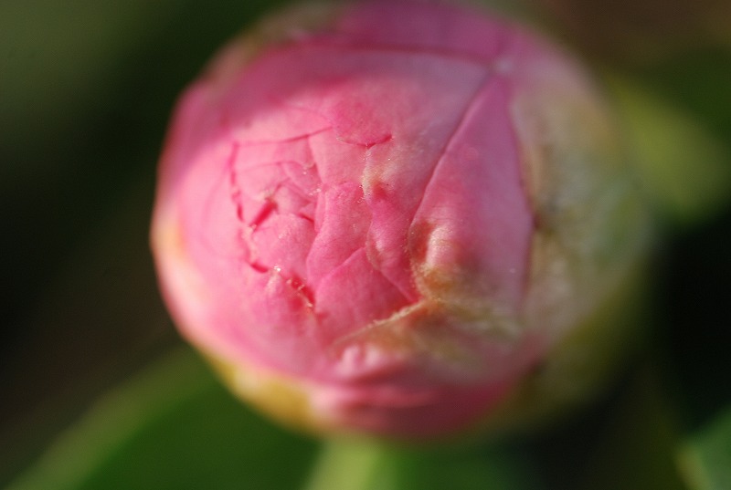 c0187781_17455031.jpg