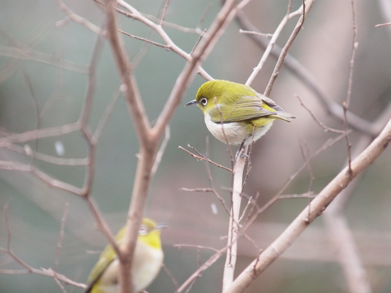 冬のメジロ コーヒー党の野鳥観察