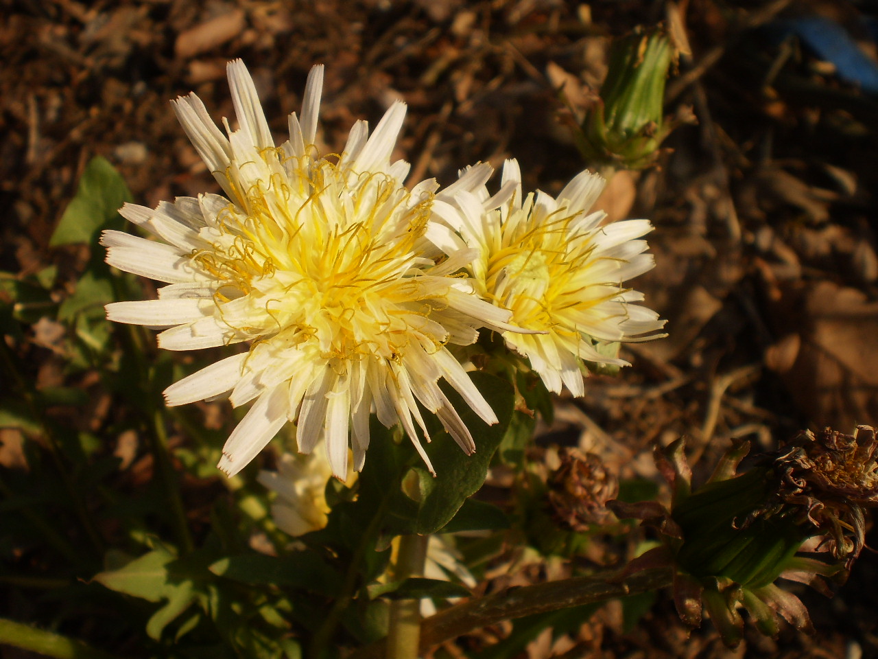 シロバナタンポポ　（白花蒲公英）_b0101293_7445058.jpg