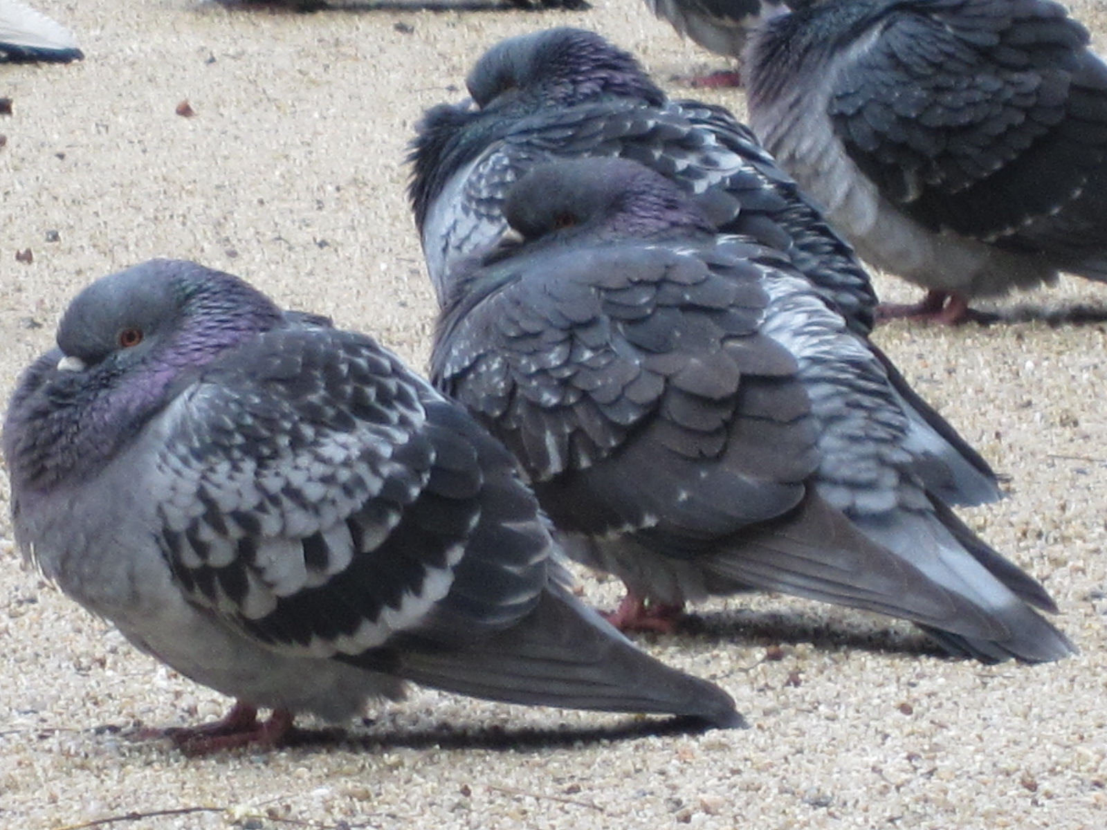 鳩の洗礼 よろこびのうず 鳩の洗礼 よろこびのうず