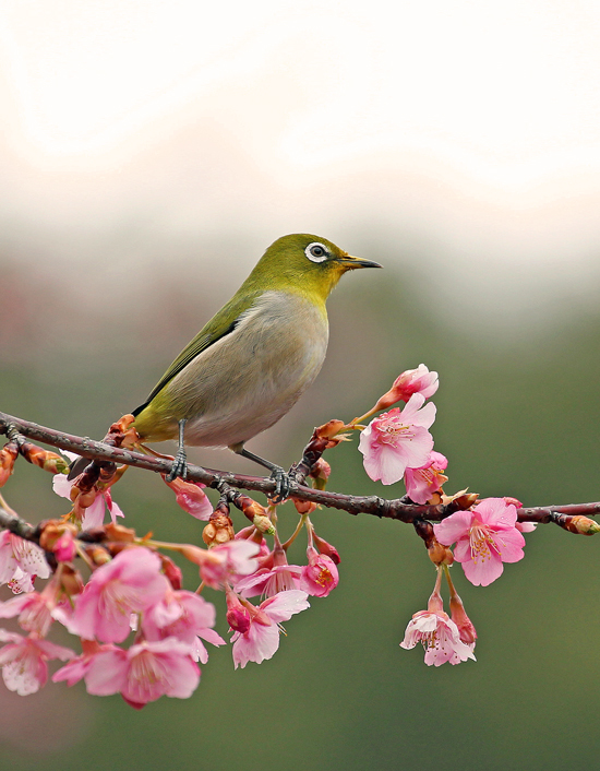 河津桜に群がる小鳥たち＆ワンコまで♪_d0195897_175496.jpg