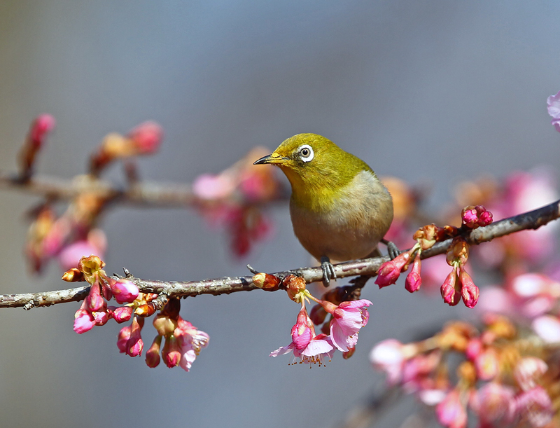 河津桜に群がる小鳥たち＆ワンコまで♪_d0195897_1758597.jpg