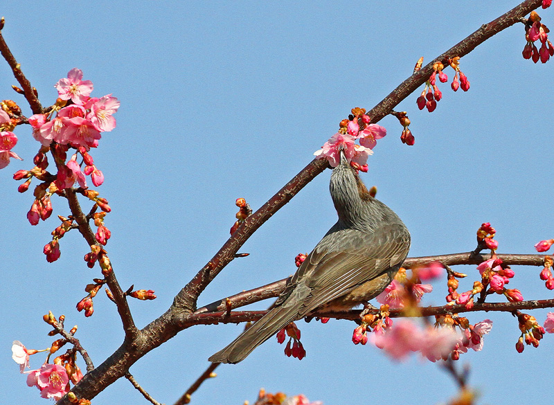 河津桜に群がる小鳥たち＆ワンコまで♪_d0195897_1802715.jpg