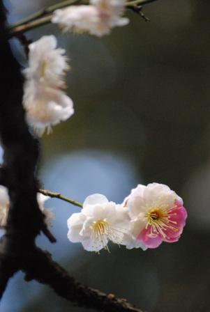2月深大寺散策　2　－ 梅の花香をかぐはしみ遠けども心もしのに君をしぞ思ふ　－_e0148597_1311633.jpg