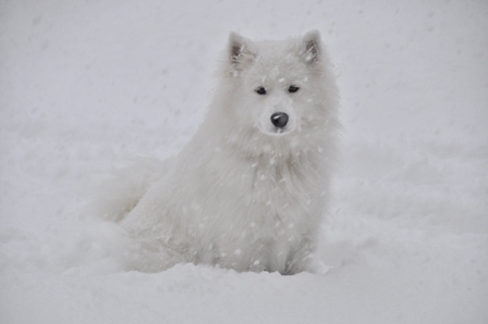 久しぶりの吹雪の日_f0212597_5421873.jpg