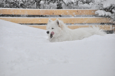 久しぶりの吹雪の日_f0212597_5423459.jpg