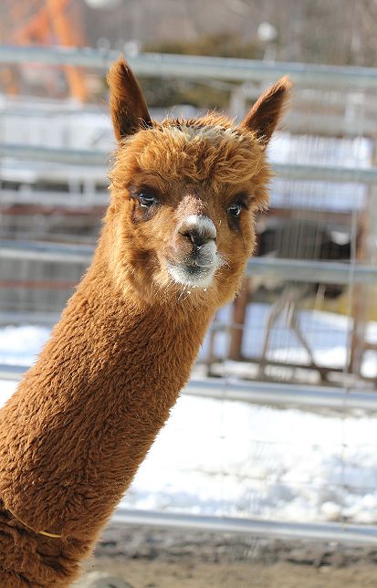 はじめましてのアルパカ 気まぐれzoo はじめましてのアルパカ 気まぐれzoo