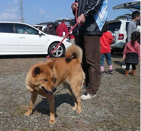 日本犬保存会神奈川展_f0220504_2251070.jpg