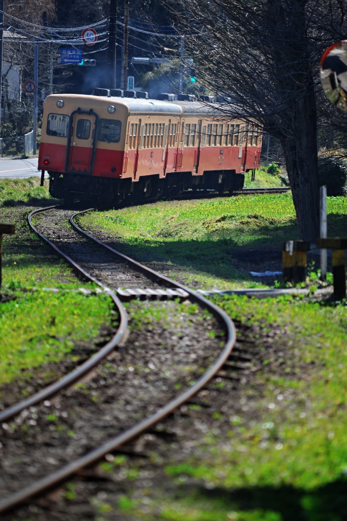 小湊鉄道　菜の花偵察隊_d0153911_17104080.jpg