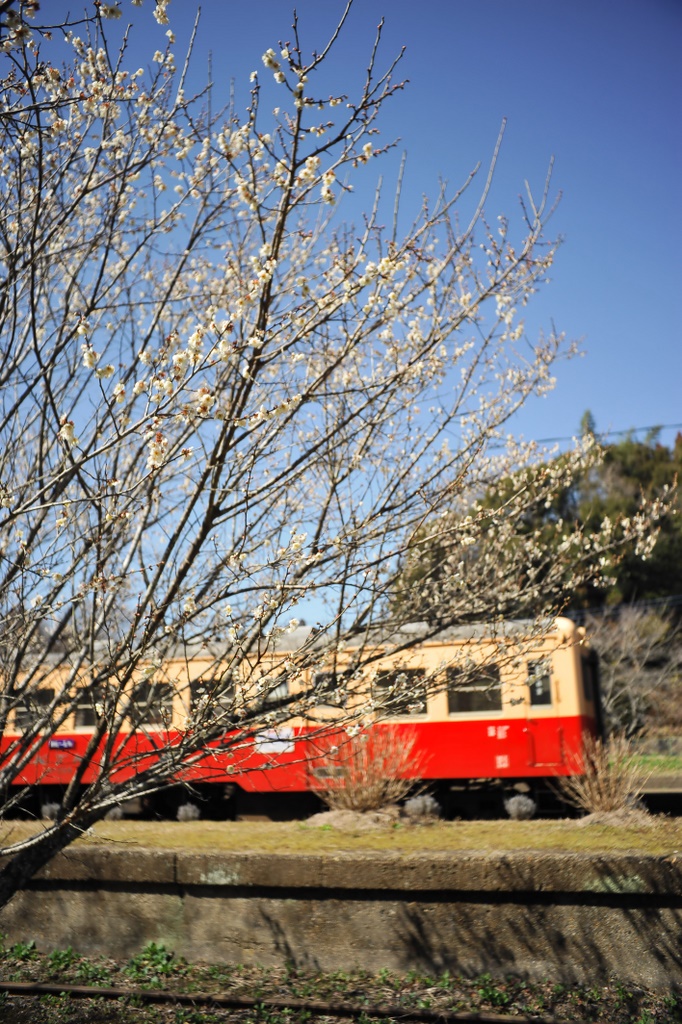 小湊鉄道　菜の花偵察隊_d0153911_1784650.jpg