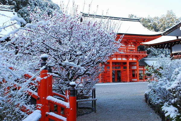 なごり雪　－　下鴨神社_a0114714_8325316.jpg