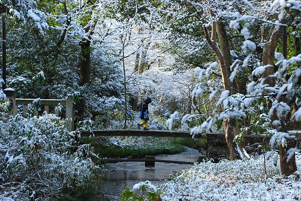 なごり雪　－　下鴨神社_a0114714_8331230.jpg