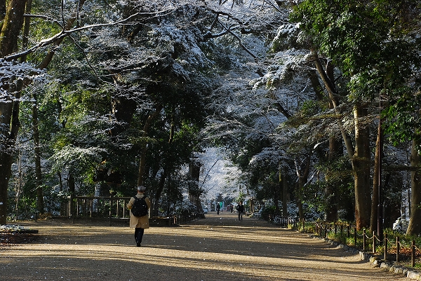 なごり雪　－　下鴨神社_a0114714_8331724.jpg