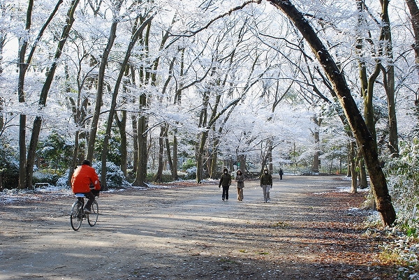 なごり雪　－　下鴨神社_a0114714_8332252.jpg