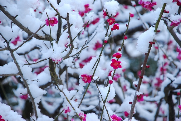 なごり雪　－　下鴨神社_a0114714_8333425.jpg