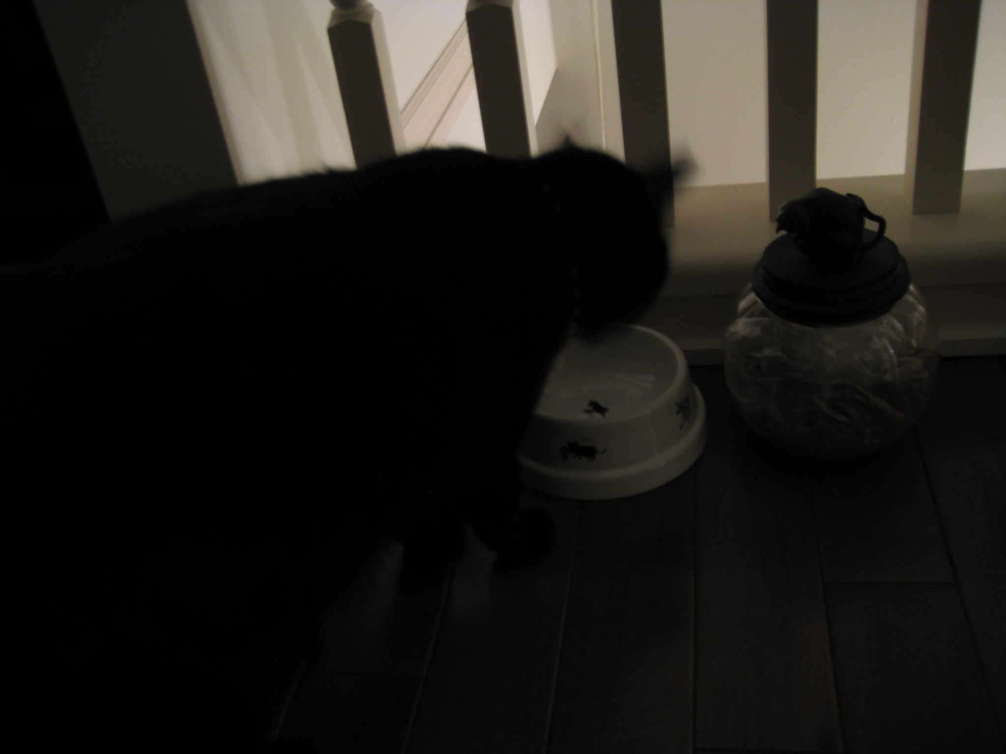 ウールサッキング Schwarze Katz Pitschi ウールサッキング Schwarze Katz Pitschi