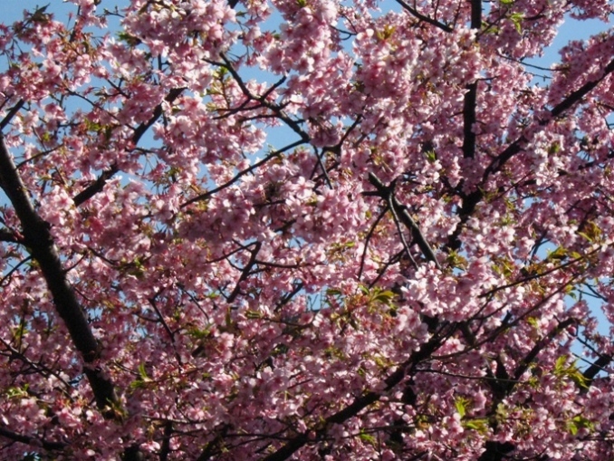 今日の撮って出し！：「ソメイヨシノに先駆けて」河津桜と「ジャーナルな画像」_d0044222_20365412.jpg