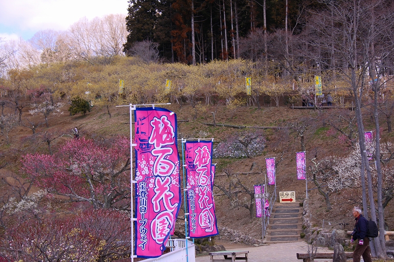 宝登山ロウバイ園・梅百花園２_f0229832_13114259.jpg