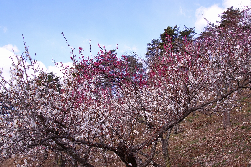 宝登山ロウバイ園・梅百花園２_f0229832_13175128.jpg