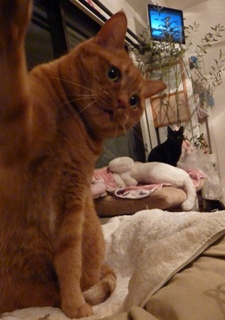 おねえちゃん猫 しぇるろった編。_a0143140_2311100.jpg