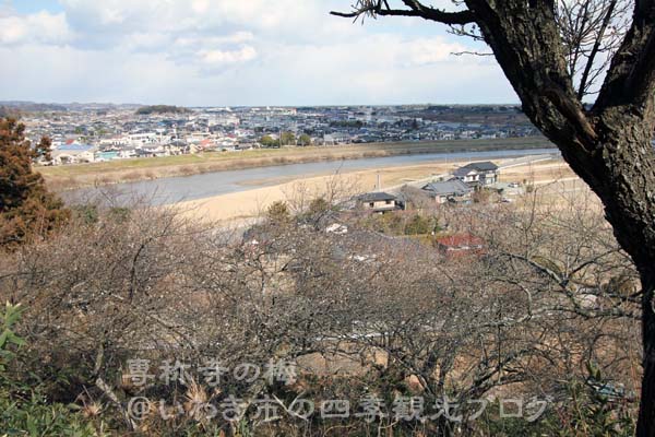 3月5日　浄光院の梅・河津桜・専称寺の梅_f0105342_180105.jpg