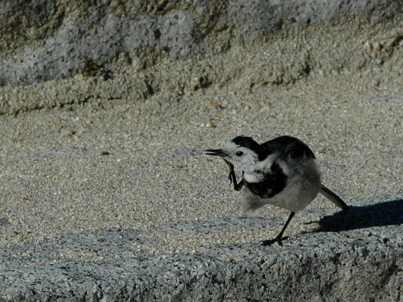 ホウジロハクセキレイ？_f0124451_10222490.jpg