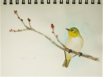 ネイチャー スケッチ Naturejournal メジロ 目白 Zosterops Japonicus スケッチ感察ノート Nature Journal ネイチャー スケッチ Naturejournal メジロ 目白 Zosterops Japonicus スケッチ感察ノート Nature Journal
