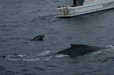 ケラマの海⑧_c0180460_17543584.jpg