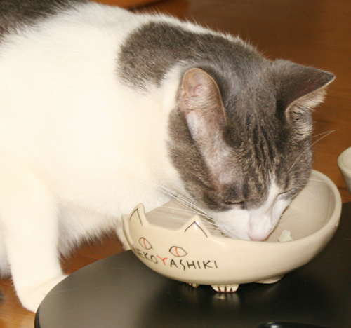 じゃがいもが大好きな、私の相棒猫_d0165160_1243133.jpg