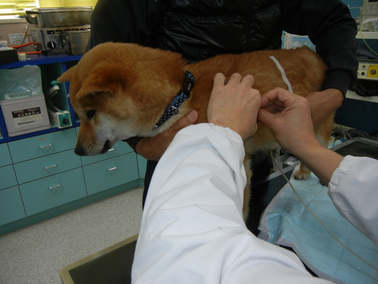 2011年3月5日(土)また、遼君が生き返った!_f0060461_16264881.jpg