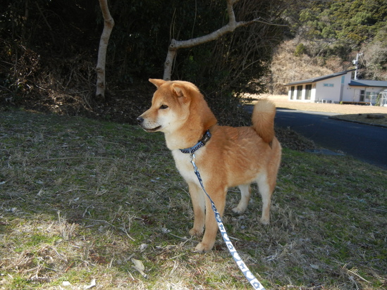 2011年3月5日(土)また、遼君が生き返った!_f0060461_16463013.jpg