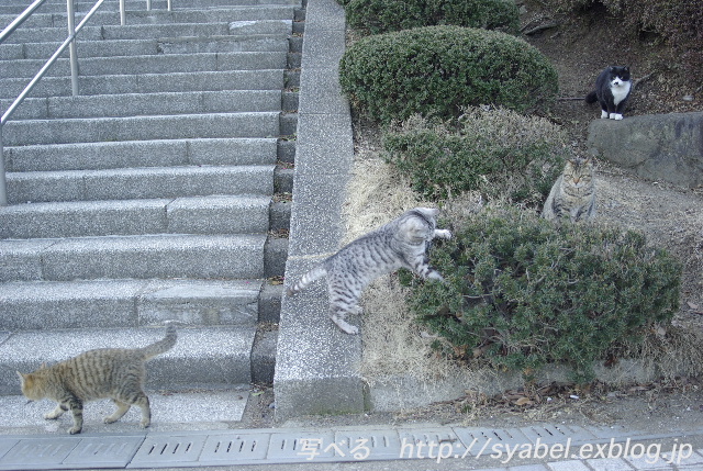 ぐーっどもーにゃんぐ♪ 公園の猫 #photo #neko _c0153764_2055811.jpg