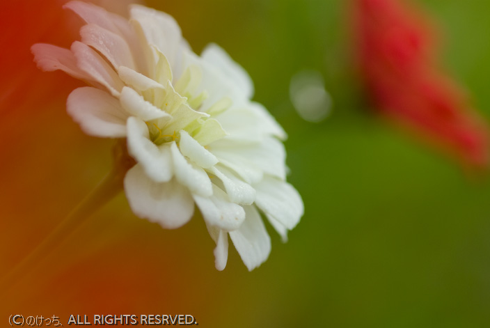 9月の花の都公園　Ｋ１０Ｄ～百日草・望遠、マクロ編。_b0136768_2222763.jpg