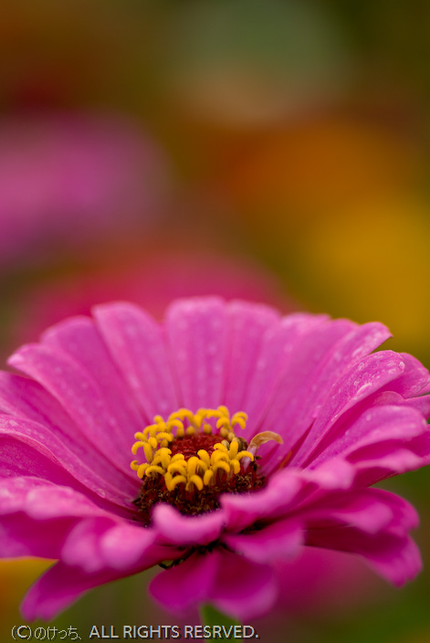 9月の花の都公園　Ｋ１０Ｄ～百日草・望遠、マクロ編。_b0136768_2224692.jpg