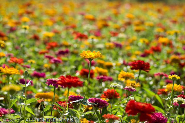 9月の花の都公園　Ｋ１０Ｄ～百日草・望遠、マクロ編。_b0136768_2231753.jpg