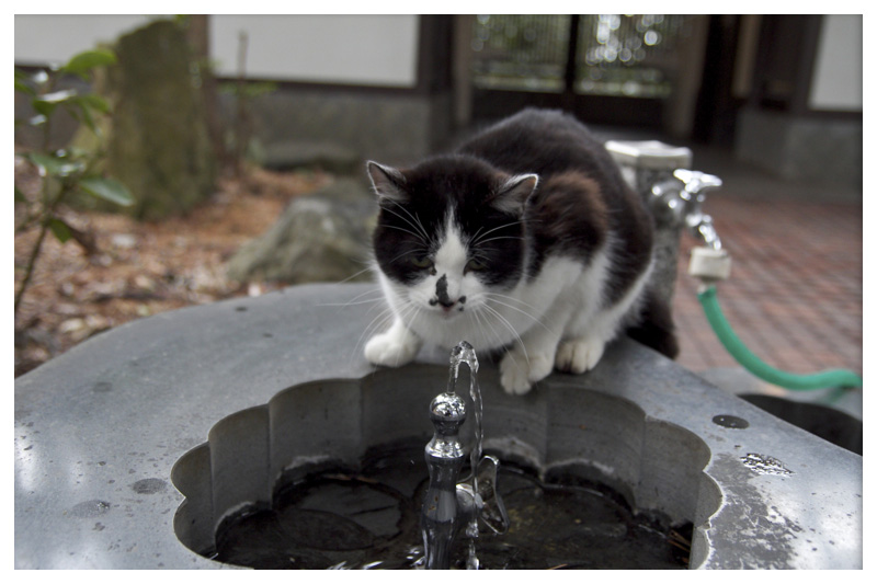 灯台守の猫達（また会えたニャ！）_c0129381_9412598.jpg