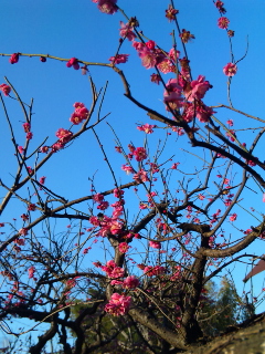 春の足音_b0117785_10461045.jpg