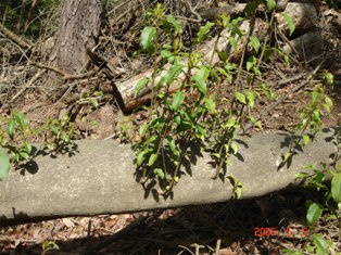b0050787_043554.jpg