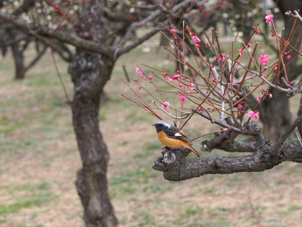 「梅×野鳥×50mmマクロ」_a0133692_13085.jpg