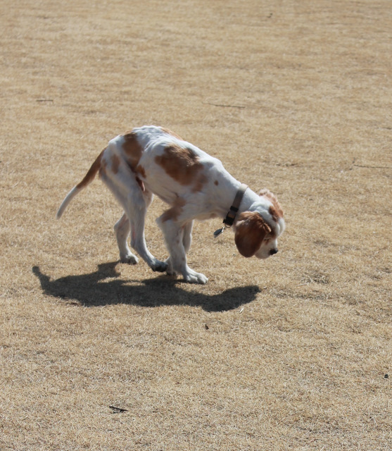 イチゴ狩り♪　の　ゴ狩_f0233193_16431474.jpg